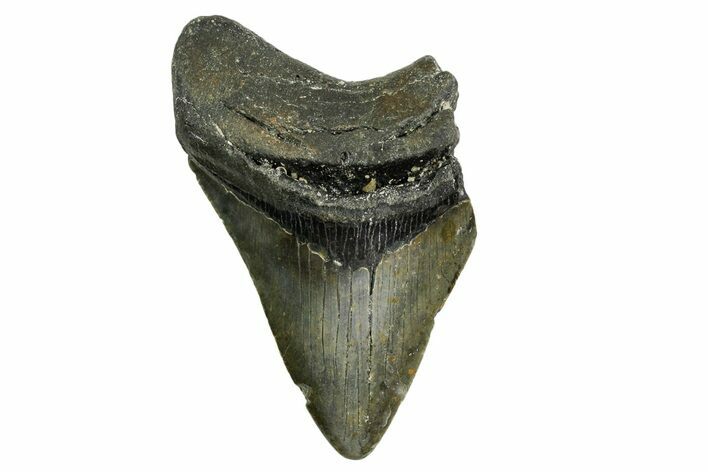 Partial, Fossil Megalodon Tooth - North Carolina #361677